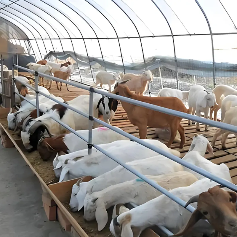 Sheep Breeding Shed