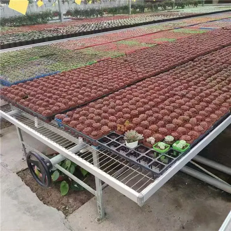 Flower-Growing Multi-Span Greenhouse