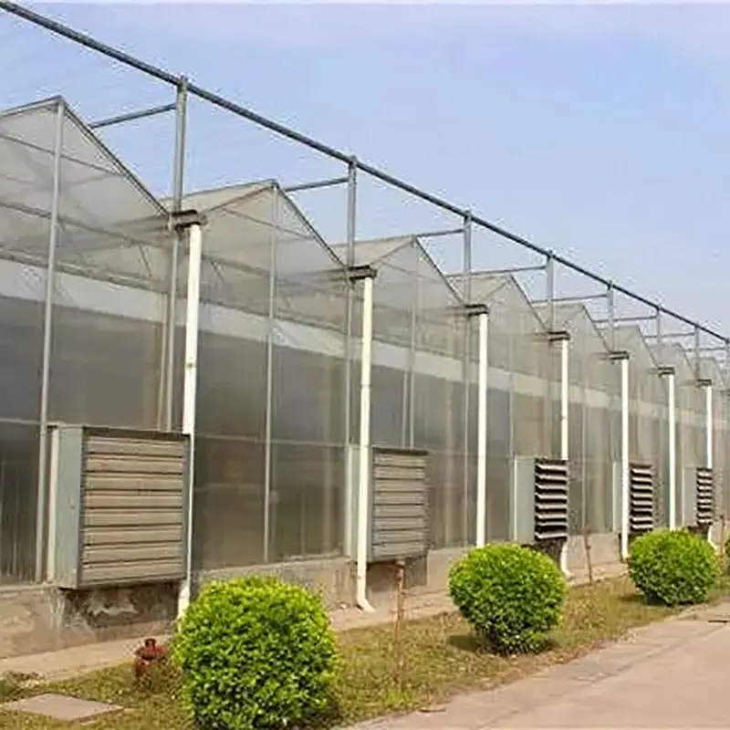 Multi-Ridge Venlo-Type Multi-Span Drivhus
