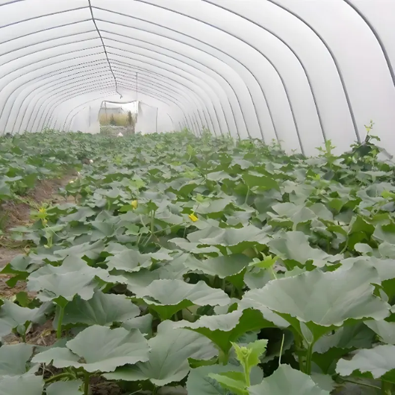 Vandmelondrivhus med enkelt spændvidde